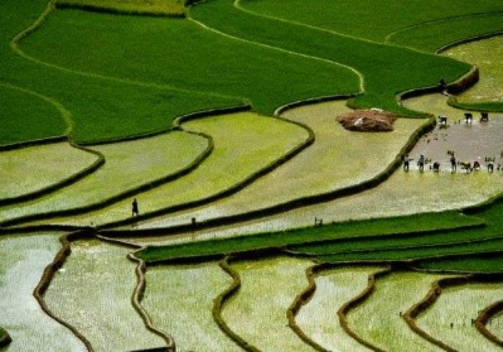 चैते धानका लागि सिँचाइ व्यवस्थापन प्रविधि