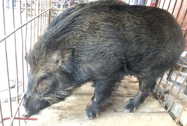 Bampudke - Muktinath Krishi Company Ltd.